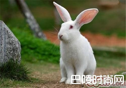 中国白兔