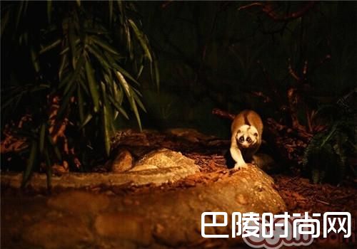 懒猴