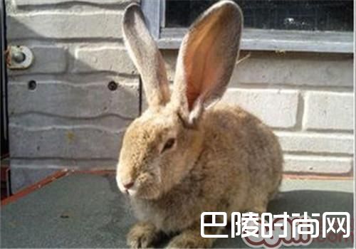 巨型花明兔