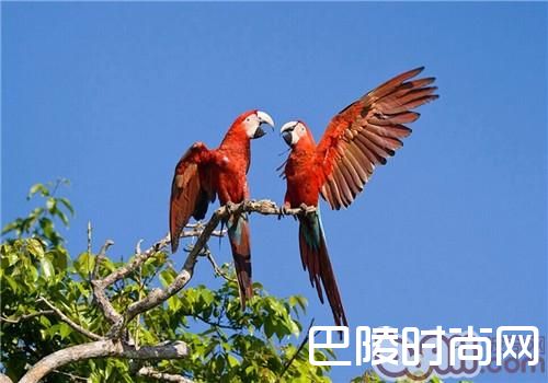绿翅金刚鹦鹉
