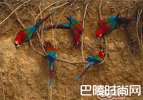 绿翅金刚鹦鹉
