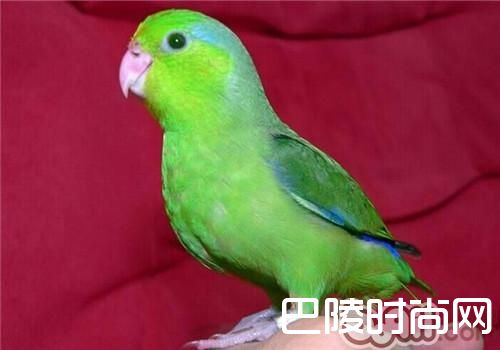 太平洋鹦鹉